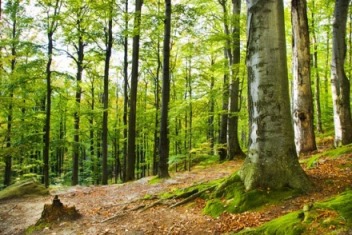 environnement